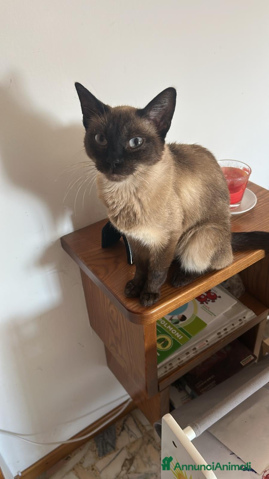Altre razze gatti Gatte simil siamesi - Annuncio 2