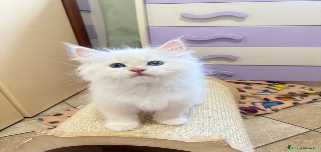 Immagine della galleria {{count}}