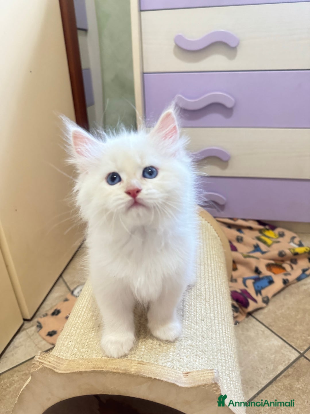 Immagine della galleria {{count}}