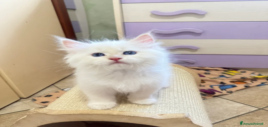 Immagine della galleria {{count}}