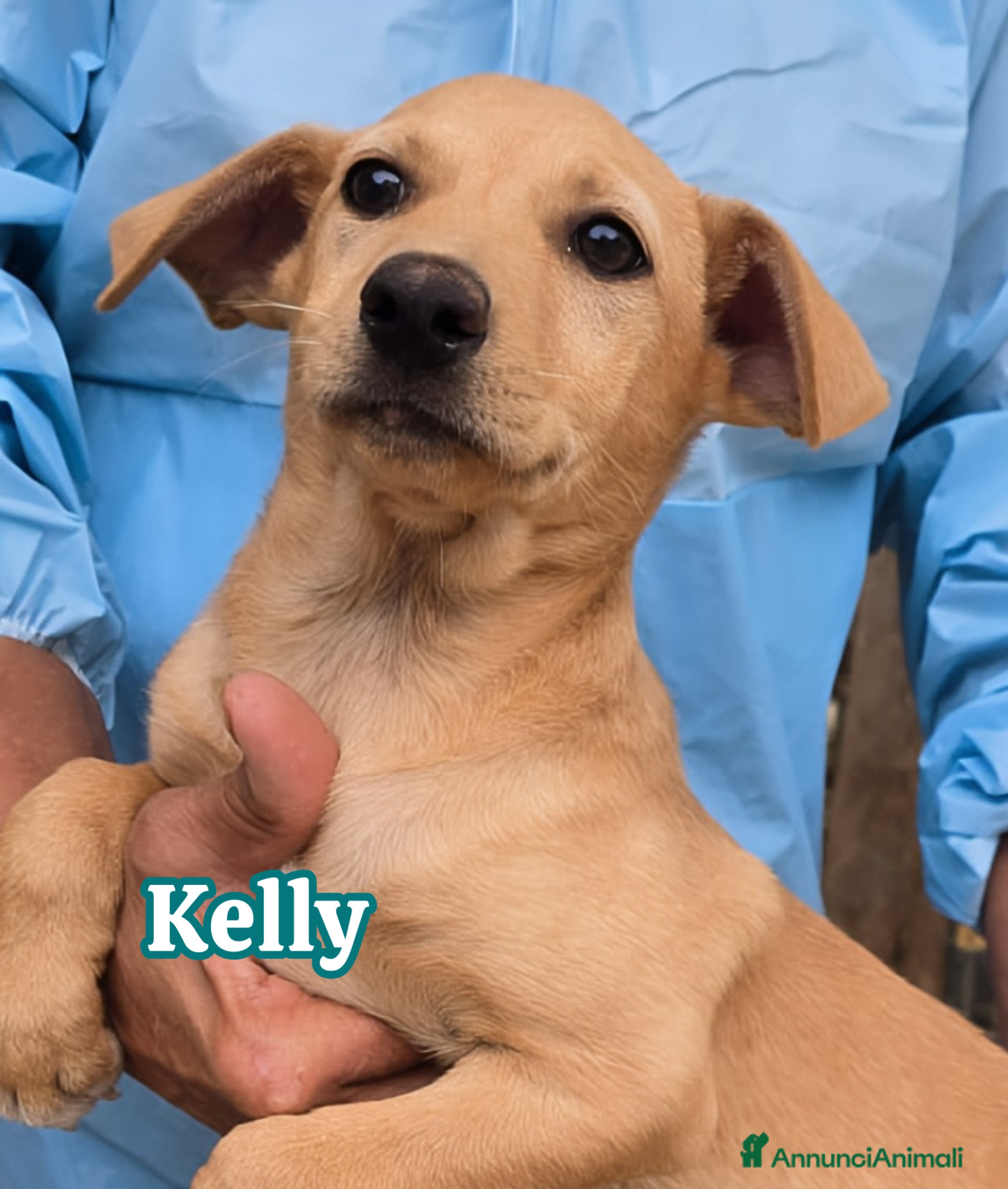 Altre razze cani Kelly cucciola di 3 mesi taglia medio piccola  - Annuncio 40