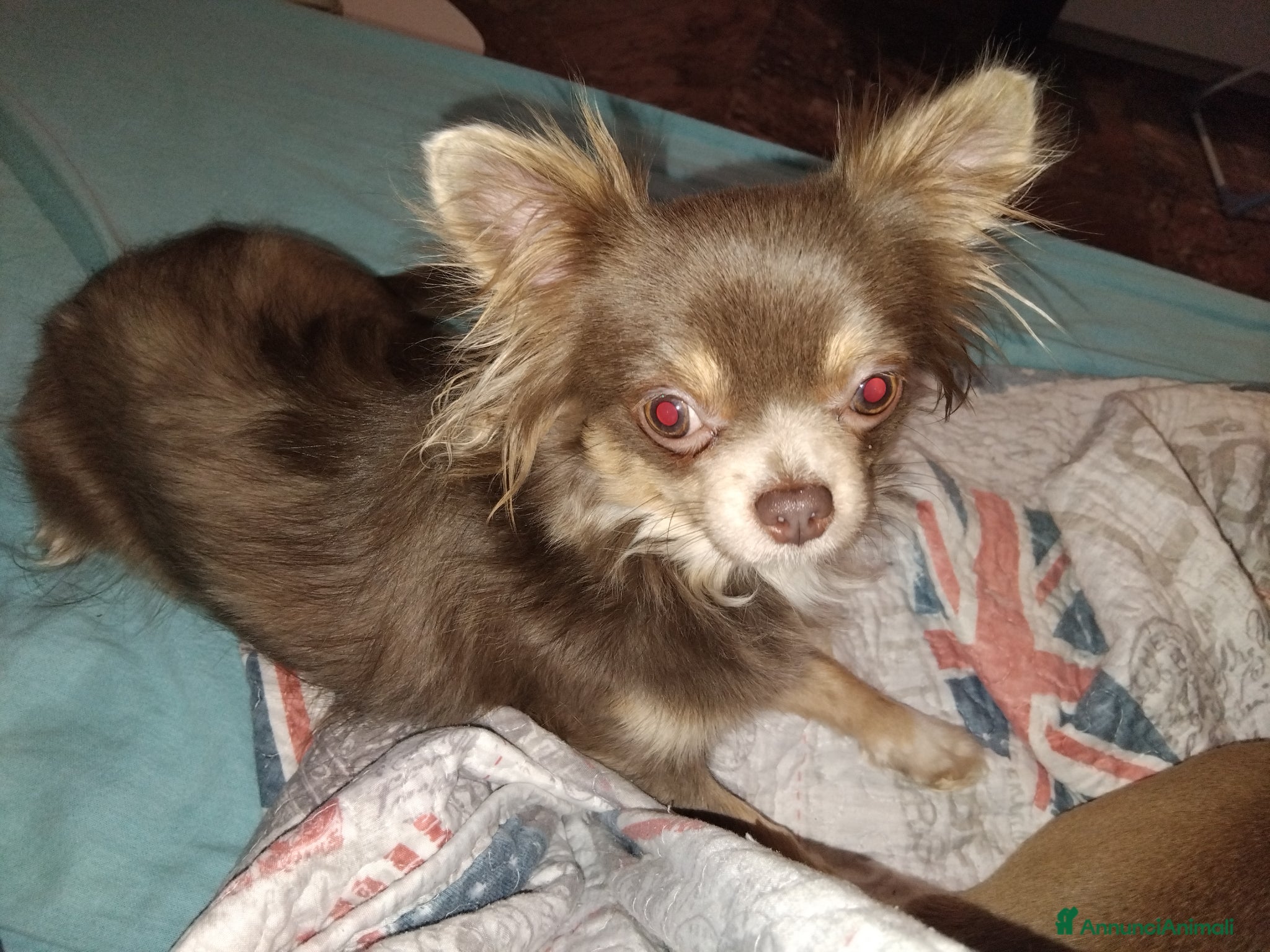 Chihuahua cani Cioccolatini  - Annuncio 1