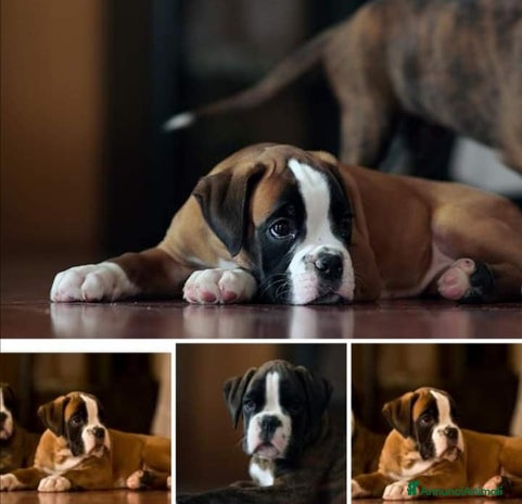 Boxer cani - Annuncio 1