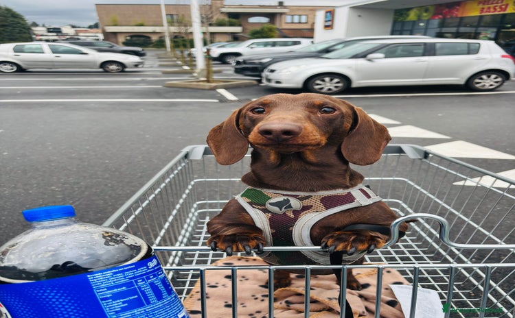 Bassotto cani a Provincia di Como - Annuncio 1