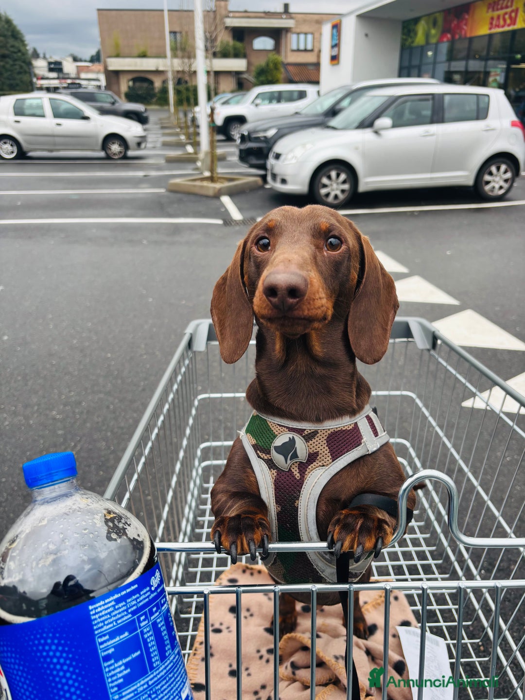 Bassotto cani per accoppiamento: Cerco bassotta per monta  a Provincia di Como - Immagine 1