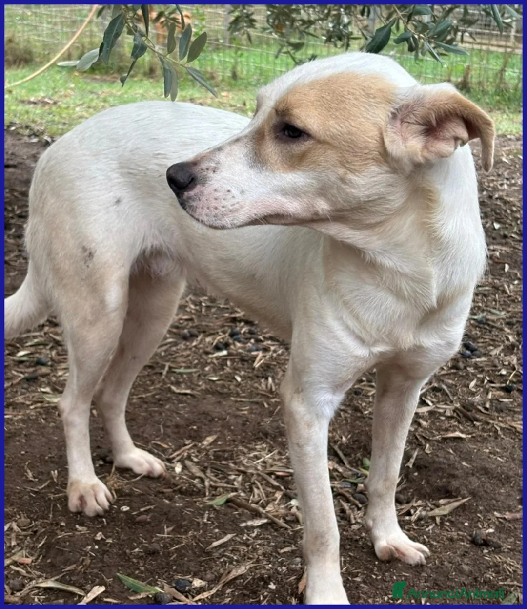 Meticcio cani in regalo: CALU' TENERA CAGNOLINA 2 ANNI,SALVATA DALLA GABBIA - Annuncio 6