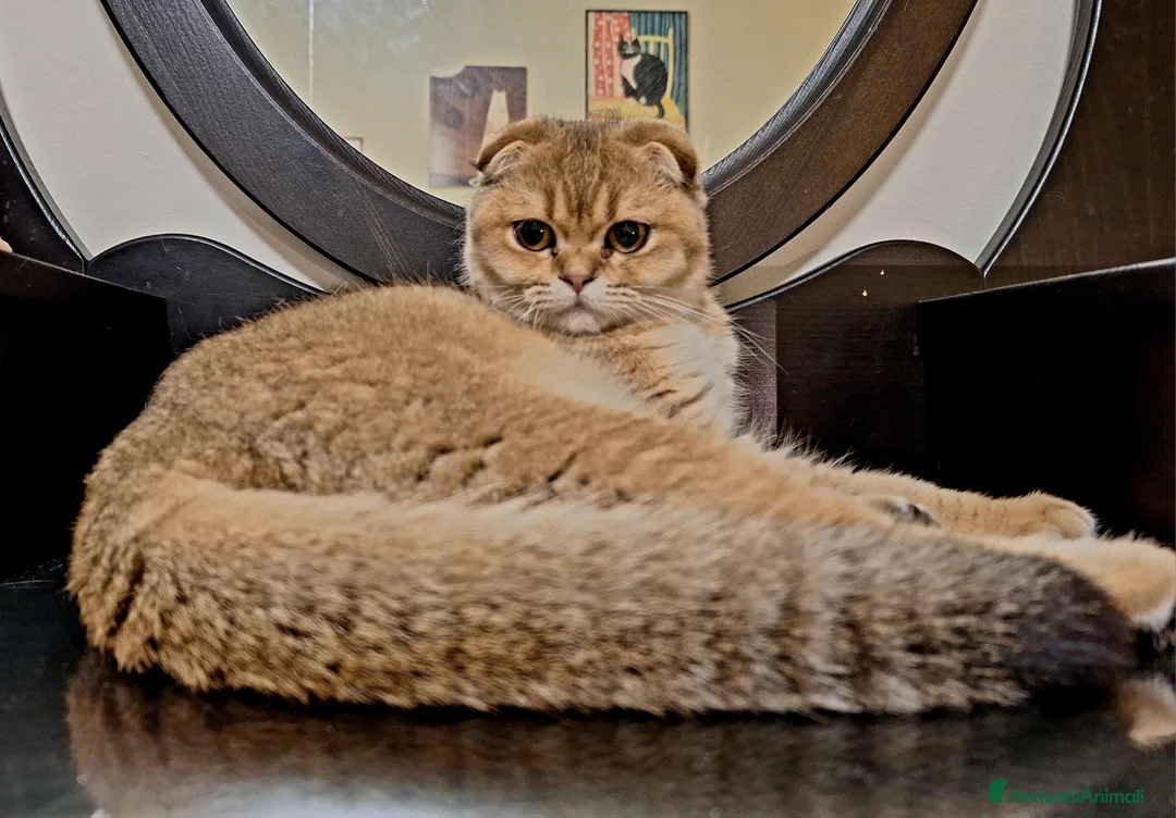 Immagine della galleria {{count}}