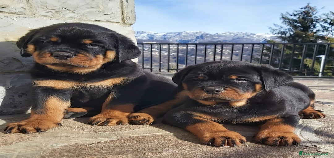 Immagine della galleria {{count}}