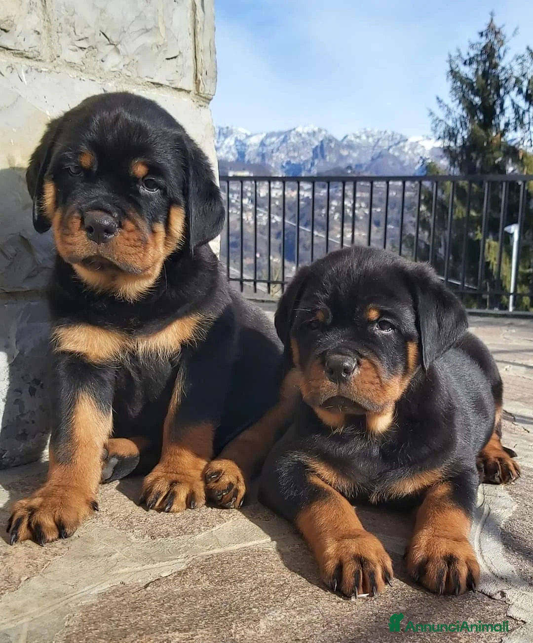 Immagine della galleria {{count}}