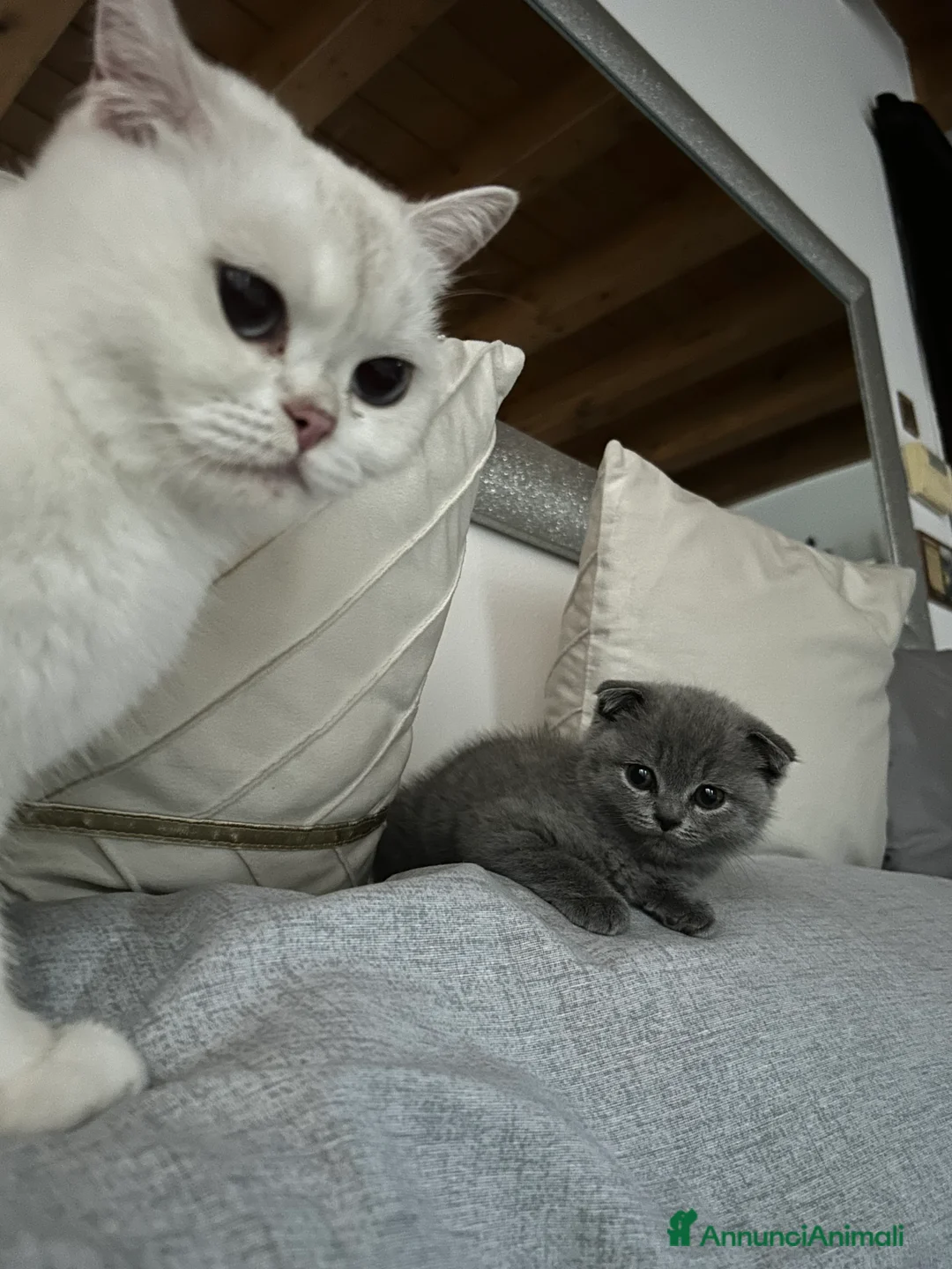 Scottish gatti in vendita: Scottish Fold  - Annuncio 2