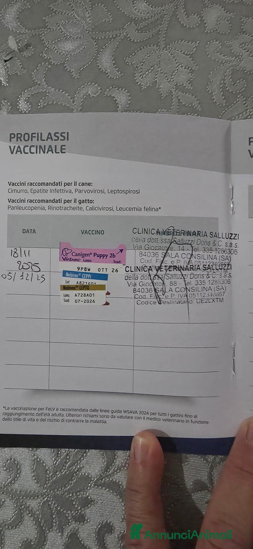 Akita Inu cani in vendita: Vendesi cuccioli Akita Inu ALTA GENEALOGIA  - Annuncio 15