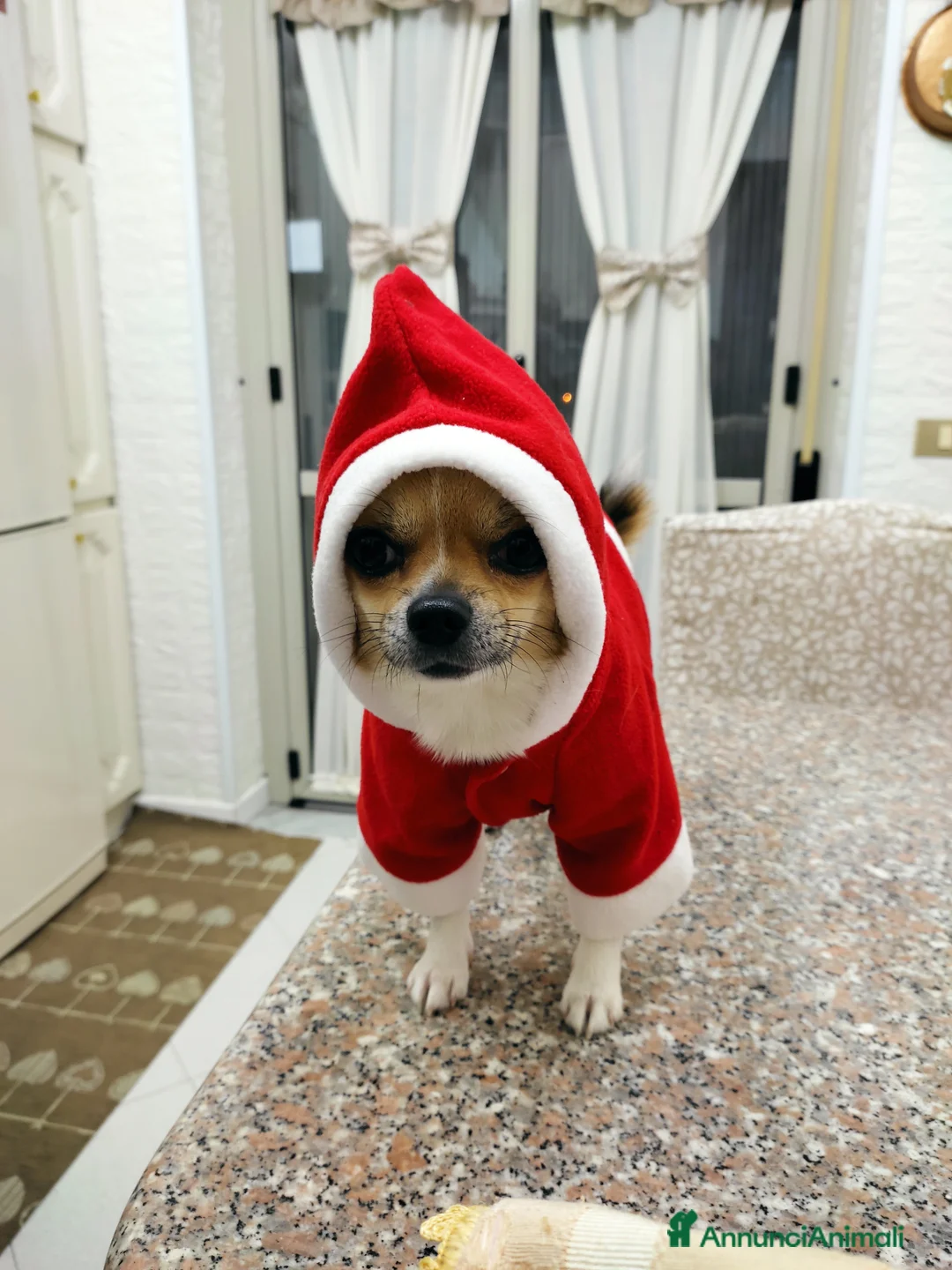 Chihuahua cani per accoppiamento:  Willy Stallone per monta - Annuncio 6