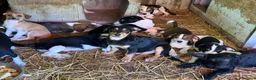 Meticcio cani in regalo: TANTI CUCCIOLI TAGLIA PICCOLA!! Dolcissimi! - Annuncio 5