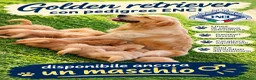 Golden Retriever cani in vendita: Cucciolo maschio Golden retriever pedigree ENCI  - Annuncio 14