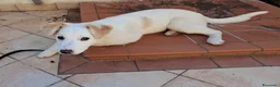 Meticcio cani in regalo: Dolce Eda cerca la sua occasione ❤️ a Provincia di Verona - Annuncio 5
