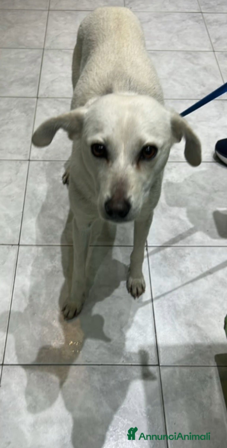 Meticcio cani Patty 2/3anni kg10 POTREBBE ARRIVARE A FINE MARZO! - Annuncio 2