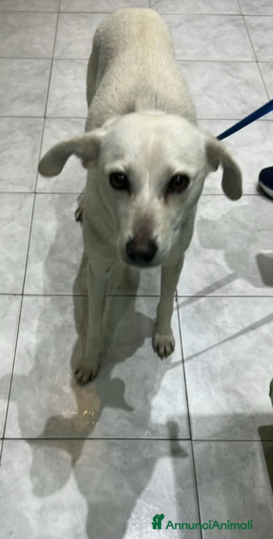 Meticcio cani in regalo: Patty 2/3anni kg10 POTREBBE ARRIVARE A FINE MARZO! - Annuncio 1