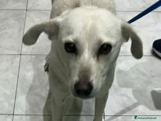 Meticcio cani Patty 2/3anni kg10 POTREBBE ARRIVARE A FINE MARZO! - Annuncio 2