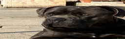 Cane Corso cani in vendita: Cuccioli di Cane Corso - Annuncio 4
