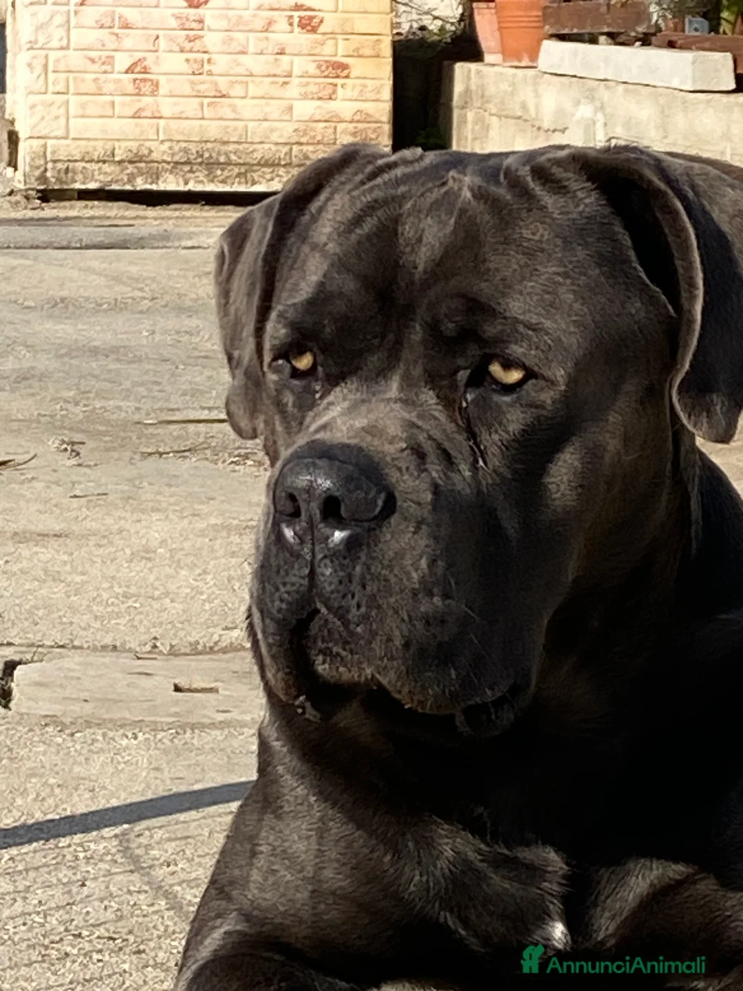Cane Corso cani in vendita: Cuccioli di Cane Corso - Annuncio 4