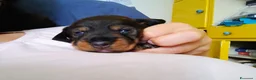 Bassotto cani in vendita: BASSOTTO TEDESCO A PELO DURO a Provincia di Pistoia - Annuncio 6