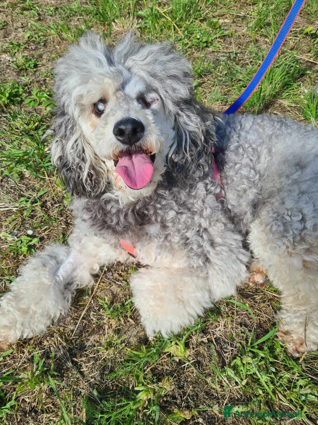 Barboncino cani in regalo: FRAGOLA & CILIEGIA, simpaticissime BARBOCINE - Annuncio 13