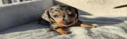 Bassotto cani in vendita: Bassotti cuccioli  - Annuncio 3
