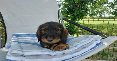 Bassotto cani a Provincia di Pavia - Annuncio 11