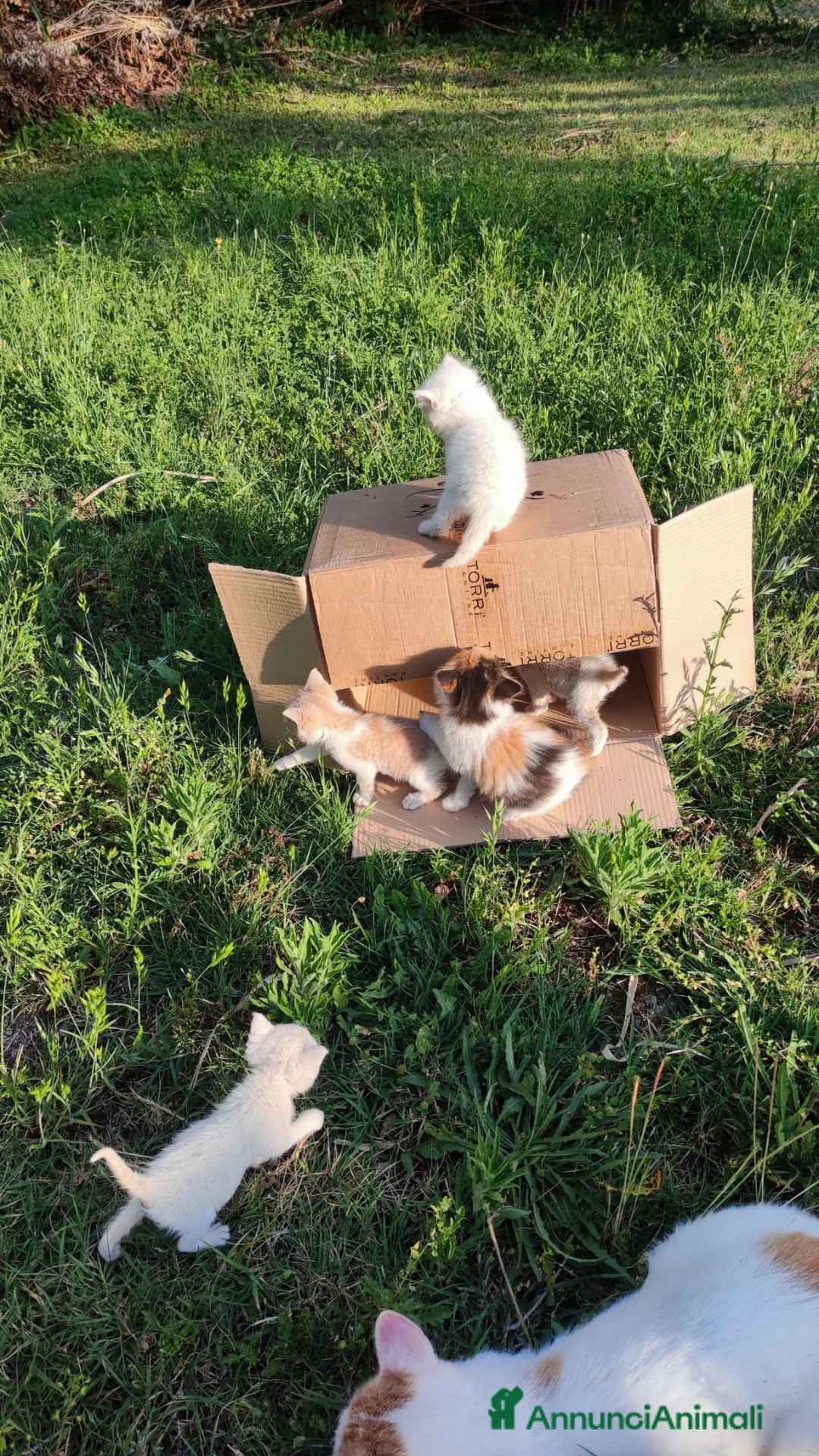 Meticcio gatti in regalo: Gattini in regalo a Provincia di Perugia - Annuncio 2