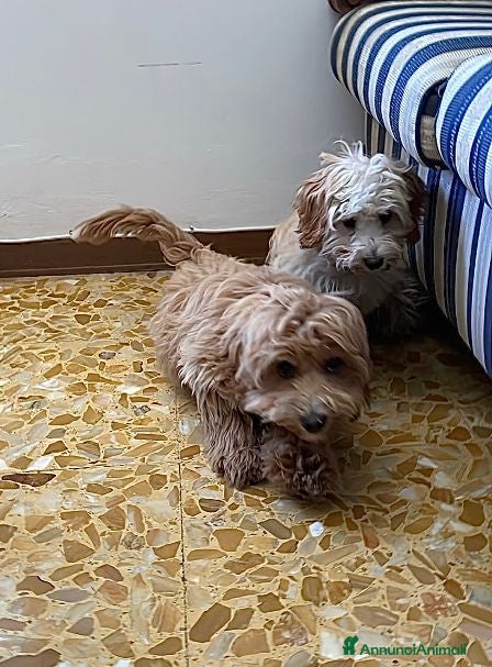 Meticcio cani ISIDE e ITALO adorabili ed inseparabili - Annuncio 36