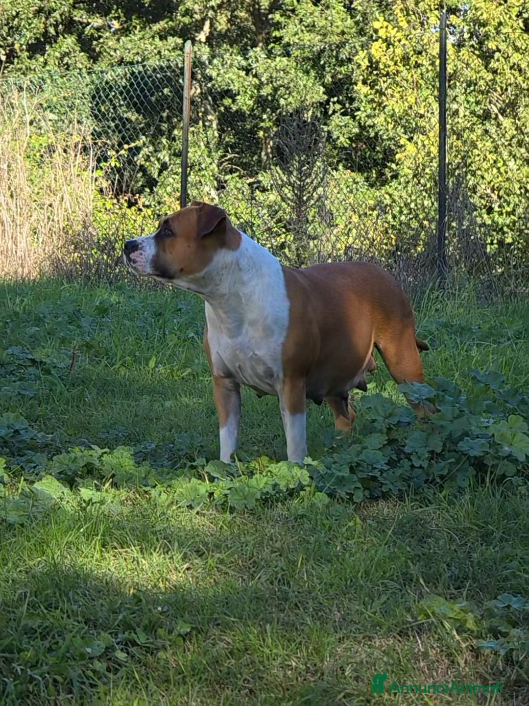 American Staffordshire cani in vendita: Cuccioli Amstaff  - Annuncio 3