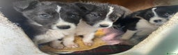 Meticcio cani in regalo: 4 cucciolotti meravigliosi cercano casa - Annuncio 8