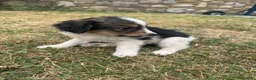 Meticcio cani in regalo: Cuccioli cercano casa a Provincia di Avellino - Annuncio 3