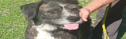 Meticcio cani in regalo: SASHA ENNESIMA RINUNCIA DI PROPRIETA', IN ADOZIONE - Annuncio 1