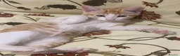 Meticcio gatti in regalo: GATTINA ROSSA a Provincia di Crotone - Annuncio 5