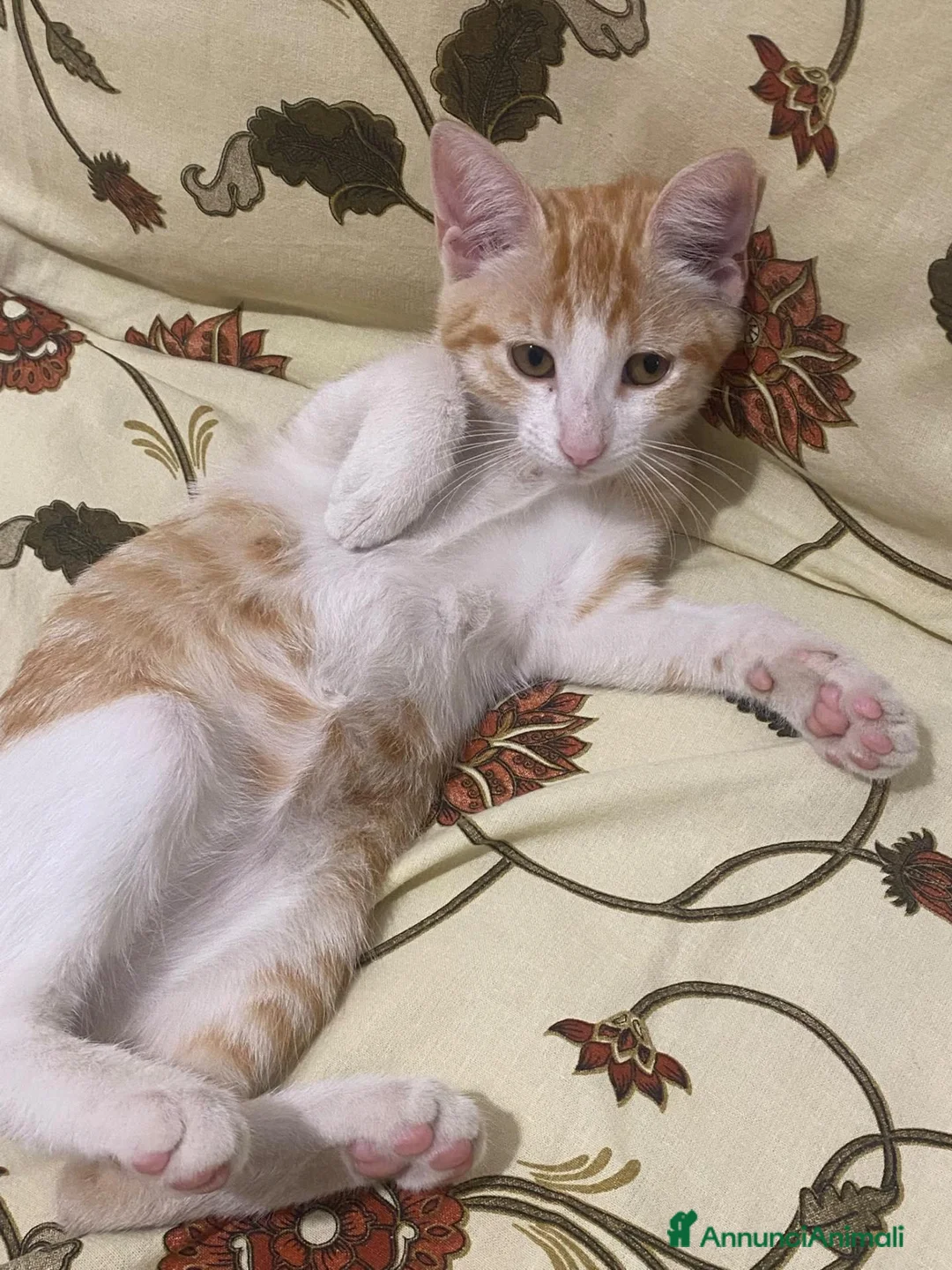 Meticcio gatti in regalo: GATTINA ROSSA a Provincia di Crotone - Annuncio 5