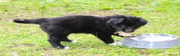 Border Collie cani in vendita: Cuccioli di Border Collie  - Annuncio 6