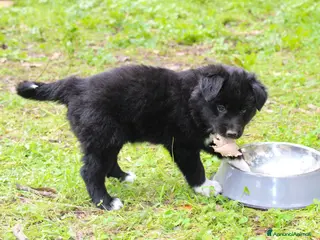 Border Collie cani Cuccioli di Border Collie - Annuncio 12