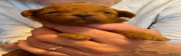 Barboncino Toy cani in vendita: Cuccioli barboncino toy rosso - Annuncio 10