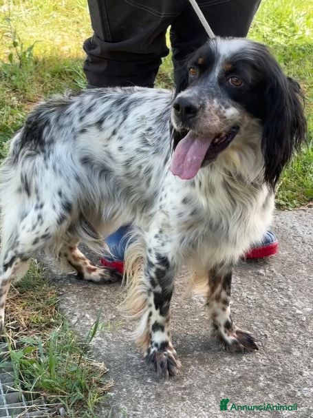 Setter Inglese cani ZAIRA dolcissima setterina - Annuncio 14