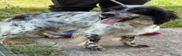 Setter Inglese cani in regalo: ZAIRA dolcissima setterina - Annuncio 1