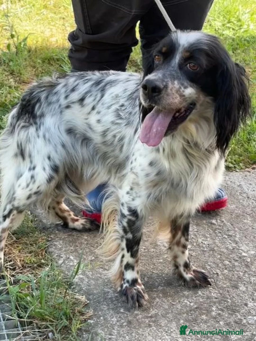 Setter Inglese cani in regalo: ZAIRA dolcissima setterina - Annuncio 1
