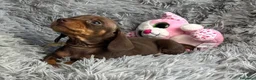 Bassotto cani in vendita: Bassotti Nani  - Annuncio 2