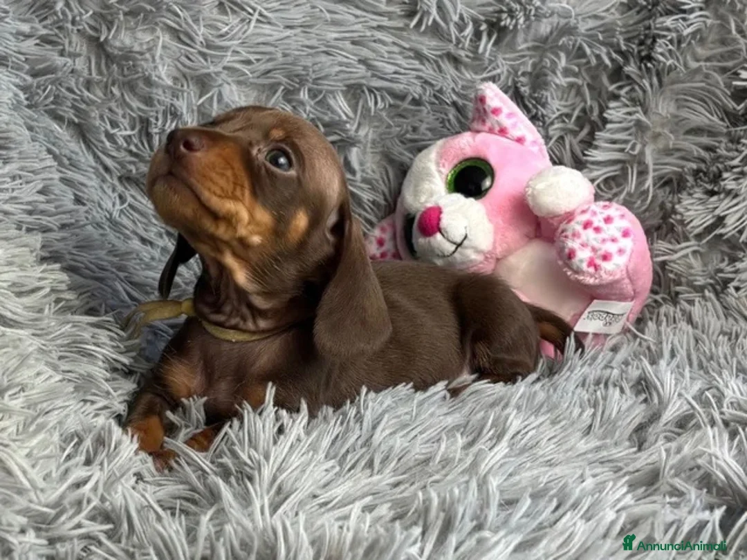 Bassotto cani in vendita: Bassotti Nani  - Annuncio 2