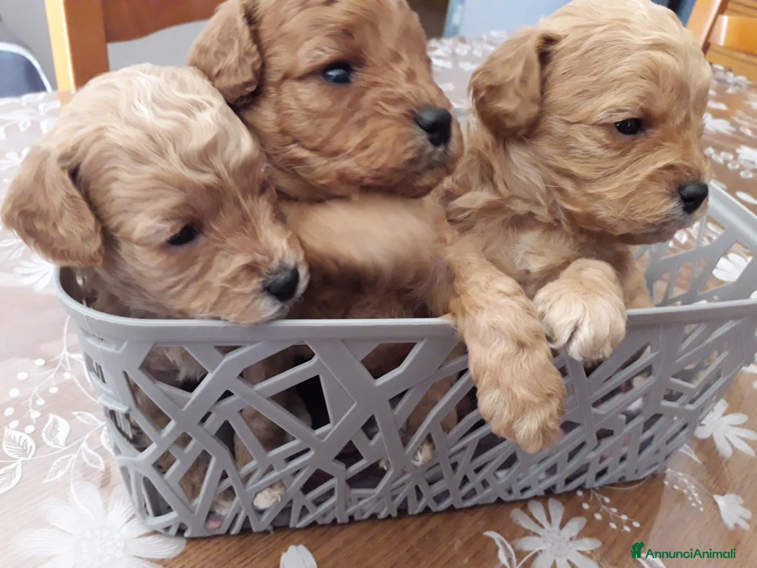 Barboncino cani in vendita: Barboncini a Città metropolitana di Palermo - Annuncio 1