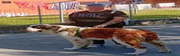 San Bernardo cani in vendita: Cuccioli di san Bernardo  a Provincia di Cuneo - Annuncio 3