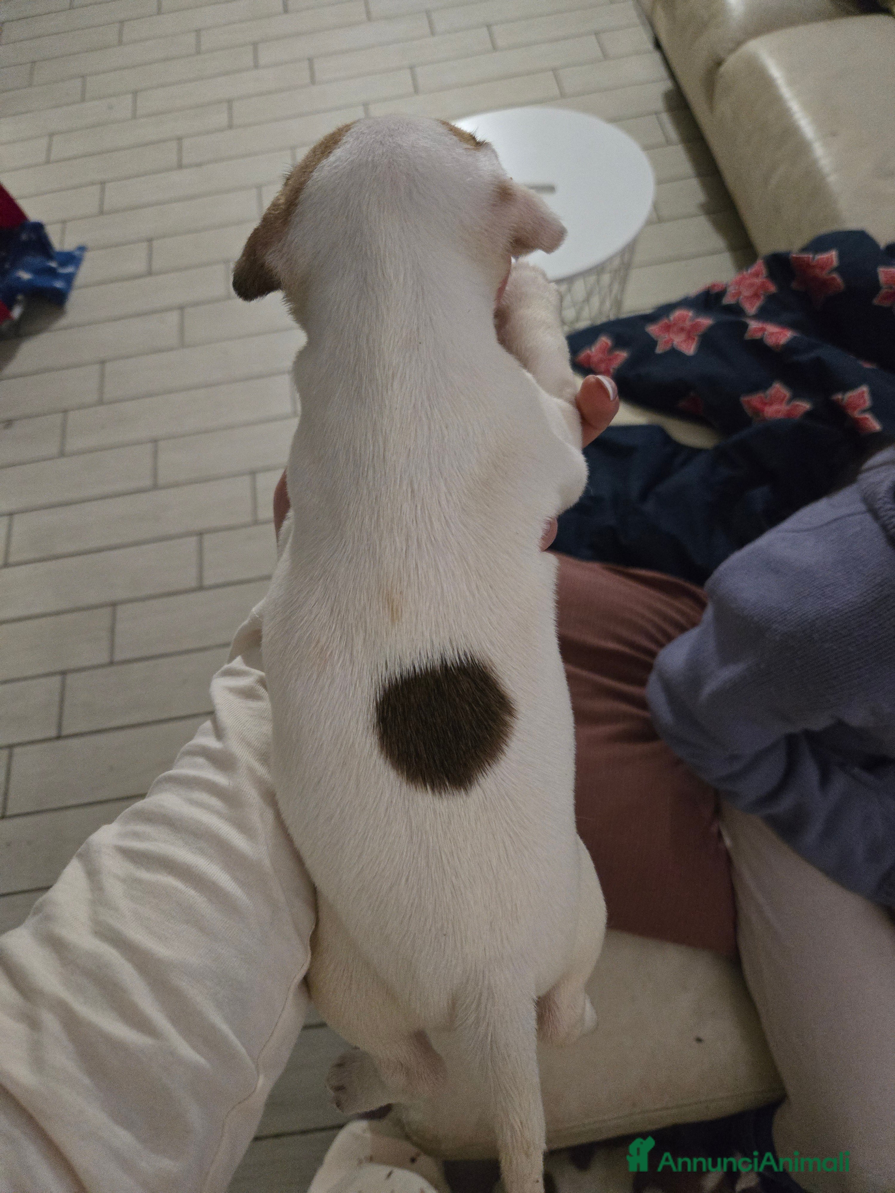 Jack Russell cani Cuccioli Jack russell terrier - Annuncio 2