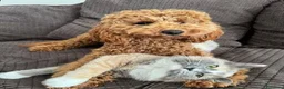 Barboncino Toy cani in vendita: Cuccioli di Barboncino Toy di Razza Pura - Annuncio 16