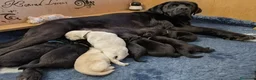 Labrador cani in vendita: Ultimo maschietto giallo di labrador retriever  a Provincia di Novara - Annuncio 13