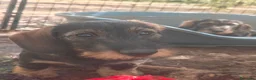 Bassotto cani in vendita: Ultime due cucciole di bassotto a pelo duro - Annuncio 22